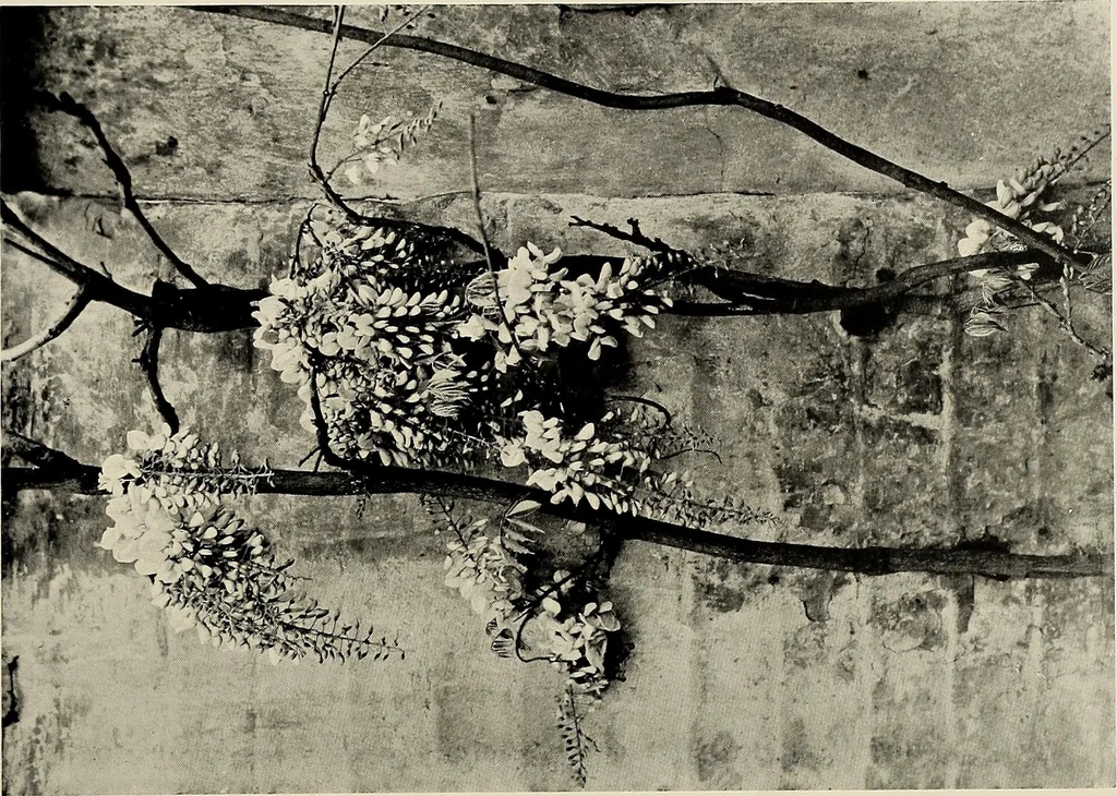An illustration from Flowers and plants for designers and schools, 1907, leaf 59