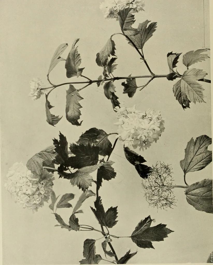 An illustration from Flowers and plants for designers and schools, 1907, leaf 62