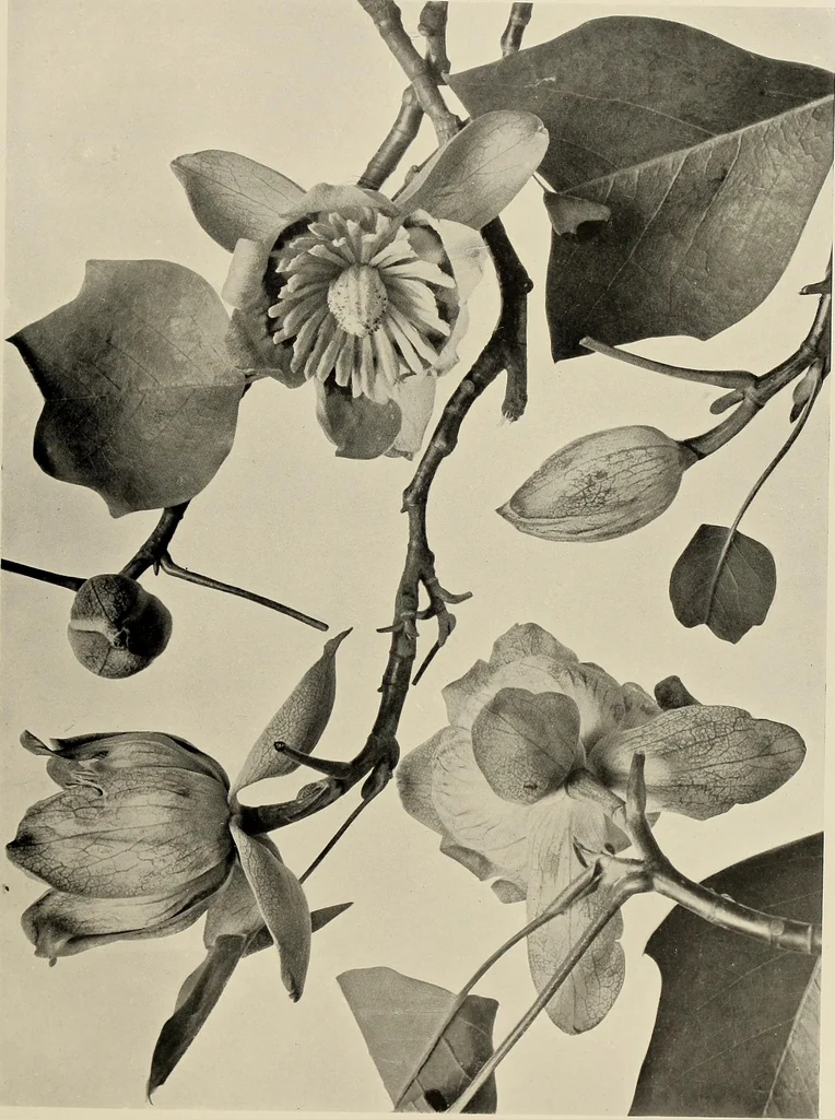 An illustration from Flowers and plants for designers and schools, 1907, leaf 65
