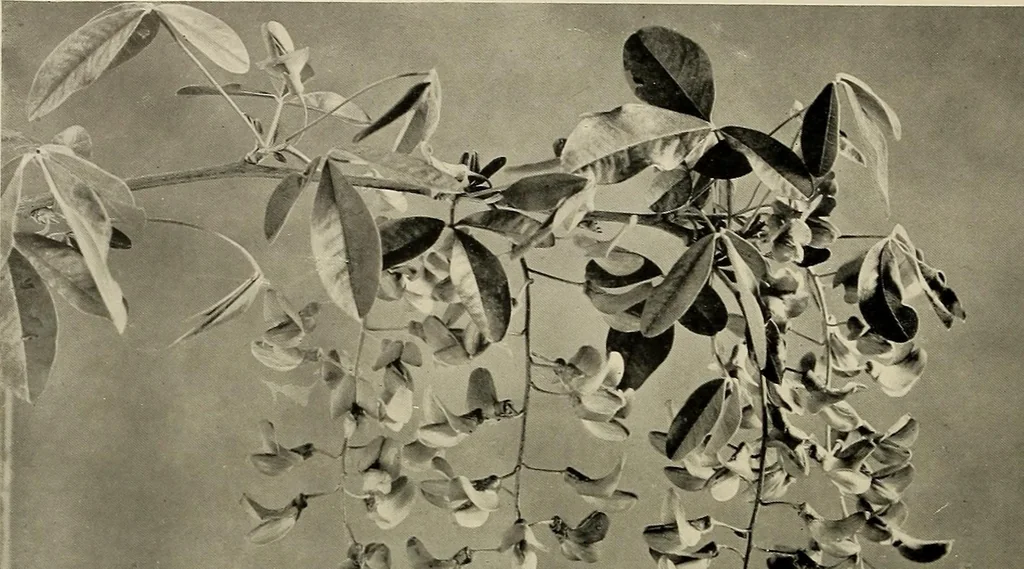 An illustration from Flowers and plants for designers and schools, 1907, leaf 68