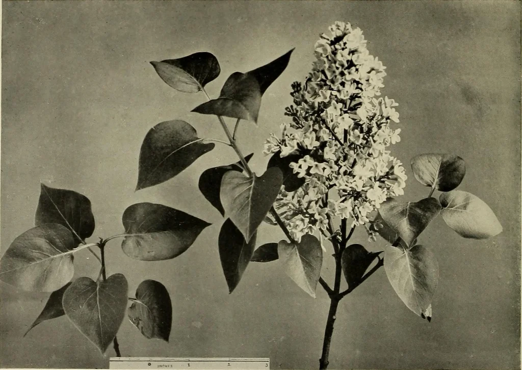 An illustration from Flowers and plants for designers and schools, 1907, leaf 68