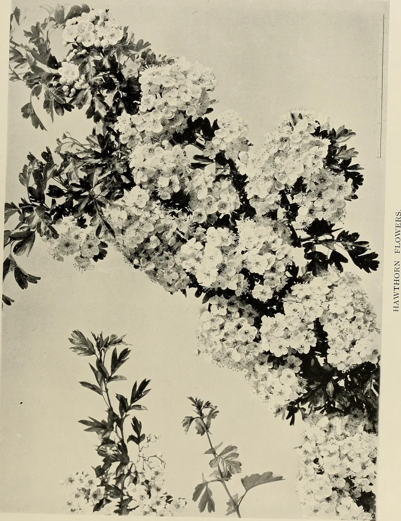 An illustration from Flowers and plants for designers and schools, 1907, leaf 71
