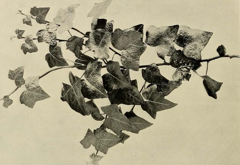 An illustration from Flowers and plants for designers and schools, 1907, leaf 74