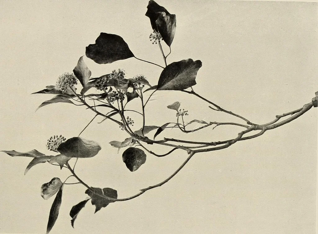 An illustration from Flowers and plants for designers and schools, 1907, leaf 77