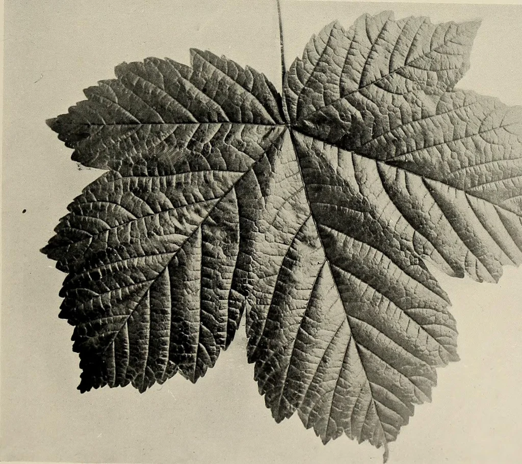 An illustration from Flowers and plants for designers and schools, 1907, leaf 77