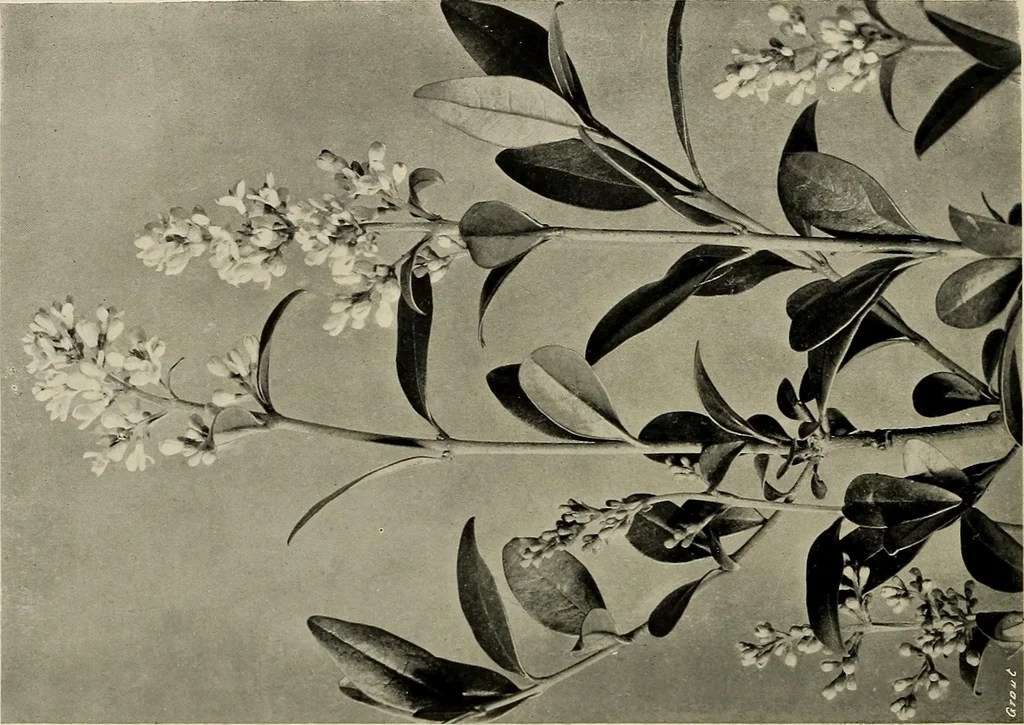An illustration from Flowers and plants for designers and schools, 1907, leaf 80