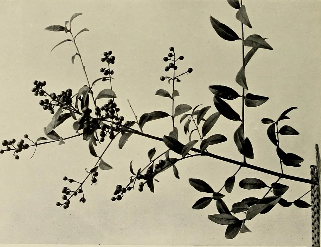 An illustration from Flowers and plants for designers and schools, 1907, leaf 80