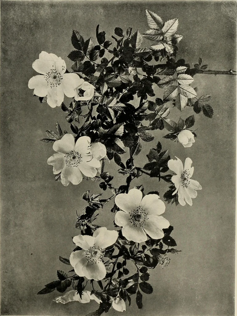 An illustration from Flowers and plants for designers and schools, 1907, leaf 83