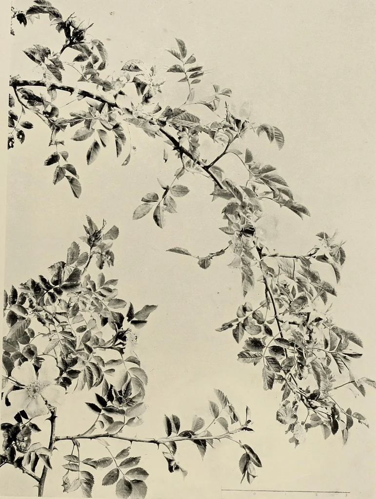 An illustration from Flowers and plants for designers and schools, 1907, leaf 85