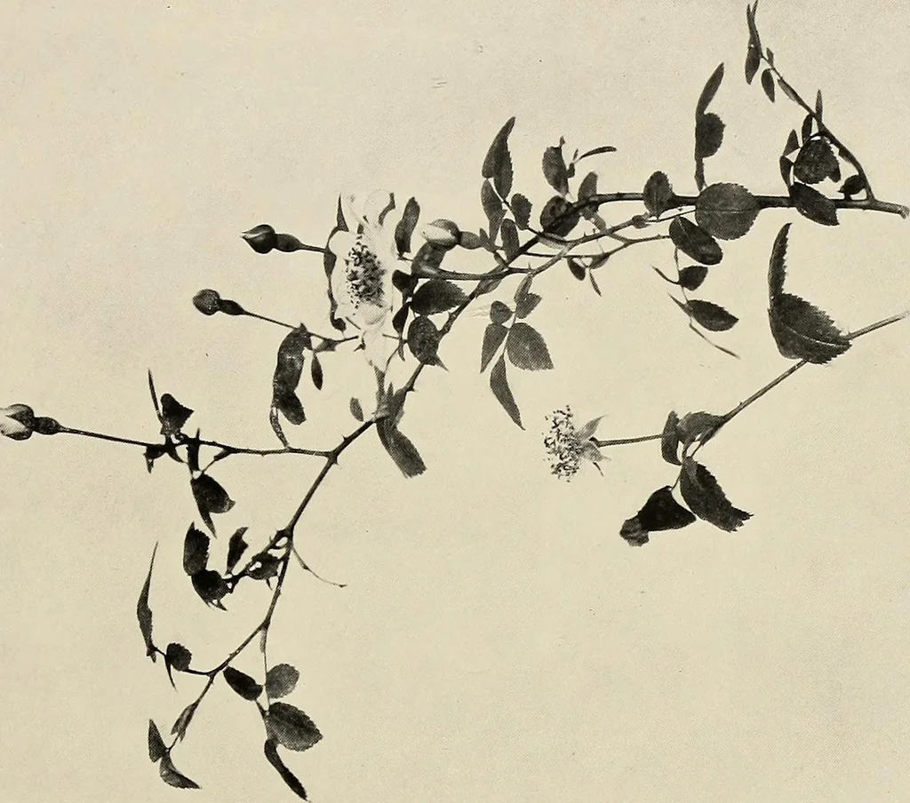 An illustration from Flowers and plants for designers and schools, 1907, leaf 87