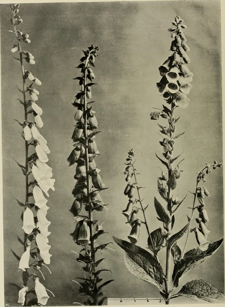 An illustration from Flowers and plants for designers and schools, 1907, leaf 90