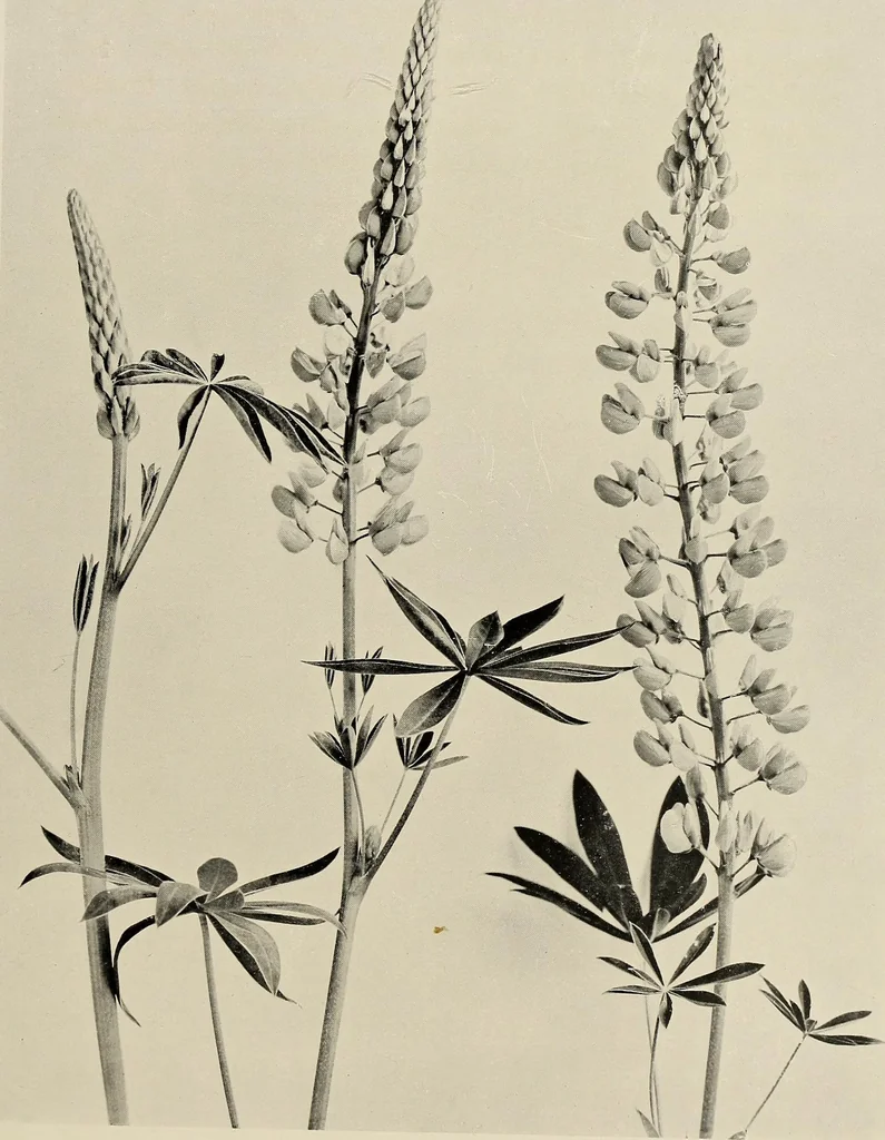 An illustration from Flowers and plants for designers and schools, 1907, leaf 93
