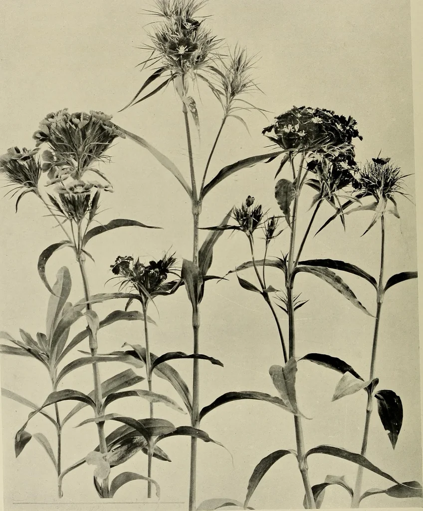 An illustration from Flowers and plants for designers and schools, 1907, leaf 96