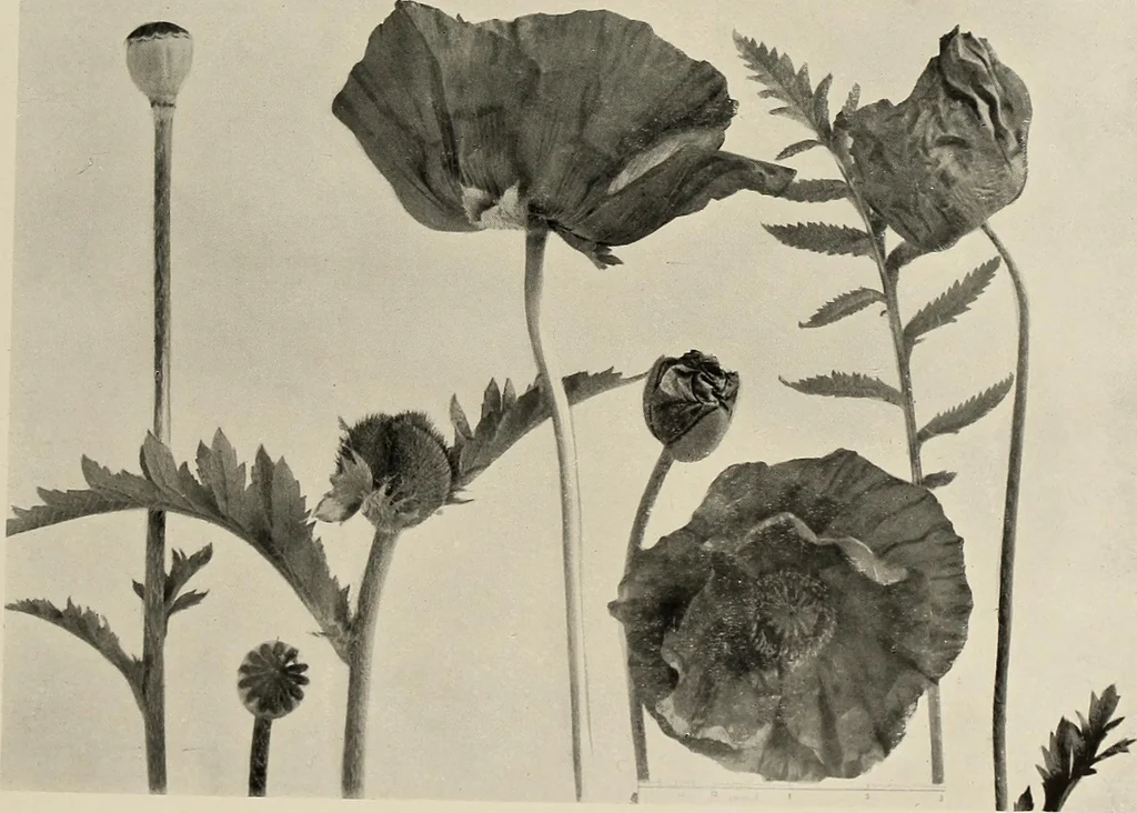 An illustration from Flowers and plants for designers and schools, 1907, leaf 99
