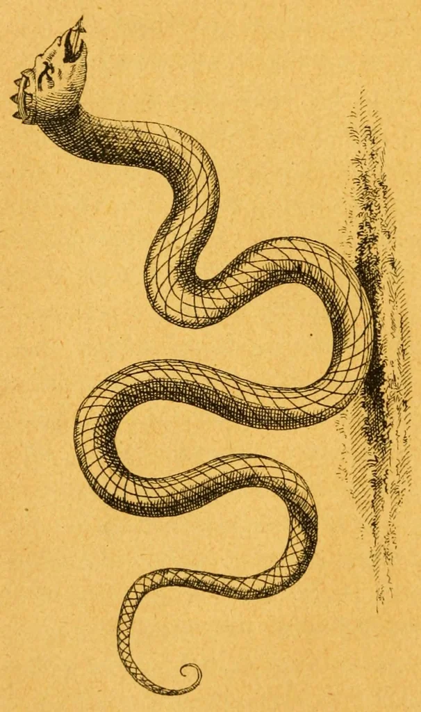 An illustration from Folk-lore español : Biblioteca de las tradiciones populares españolas, 1884, leaf 78