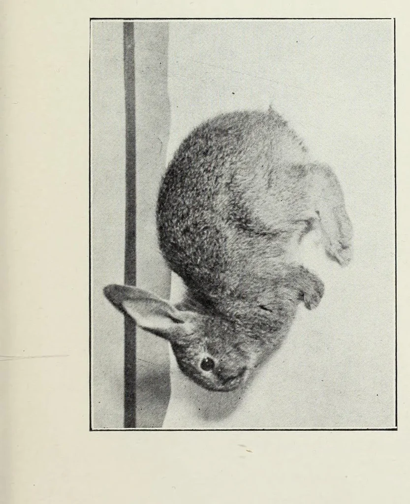 An illustration from Förgiftning genom torkande eller uppvärmd oljefärg, 1919, leaf 77