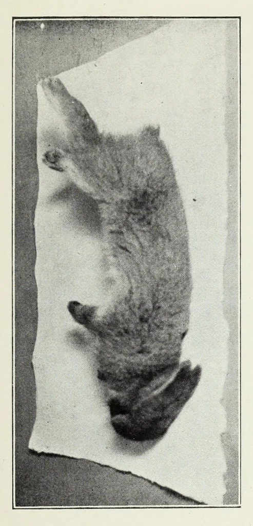 An illustration from Förgiftning genom torkande eller uppvärmd oljefärg, 1919, leaf 77