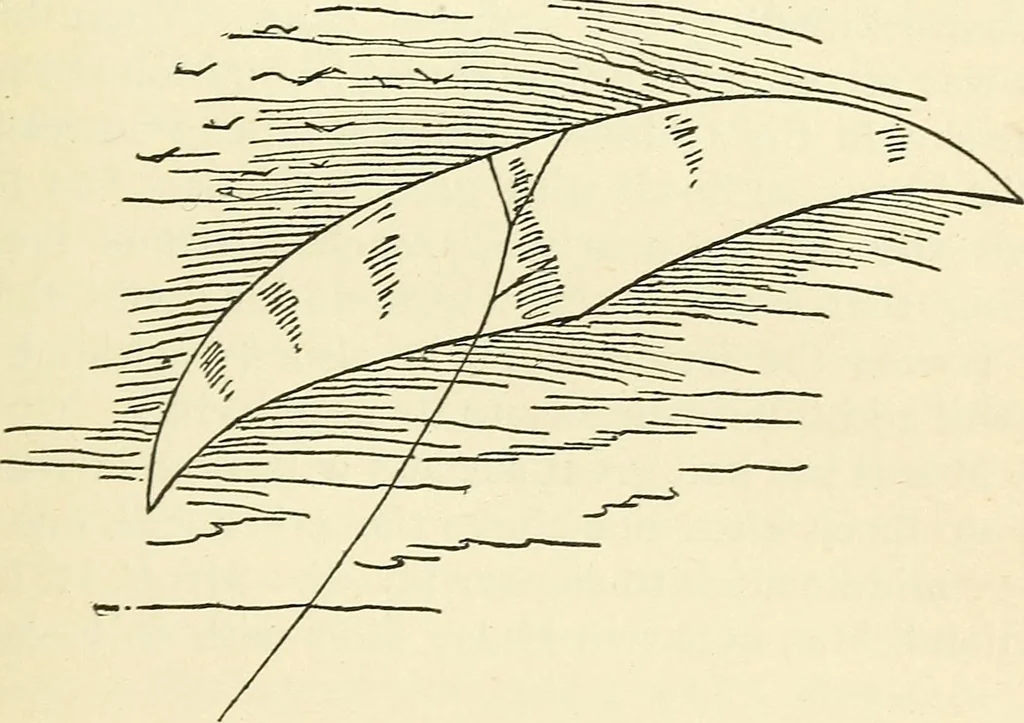 An illustration from For playground, field, and forest; the outdoor handy book, 1900, leaf 104