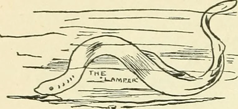 An illustration from For playground, field, and forest; the outdoor handy book, 1900, leaf 147