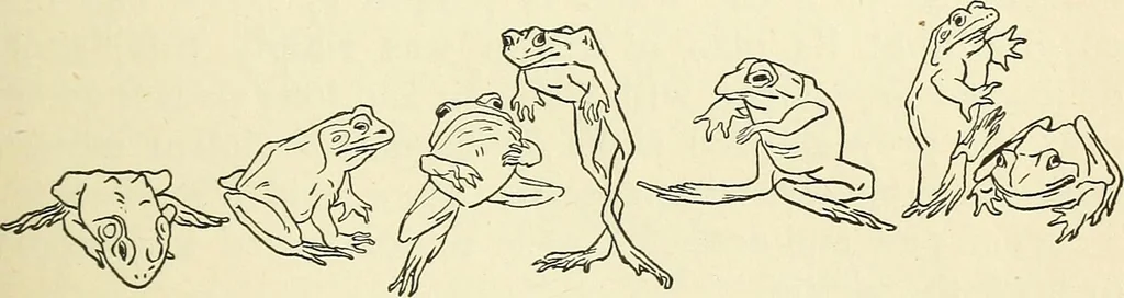 An illustration from For playground, field, and forest; the outdoor handy book, 1900, leaf 150