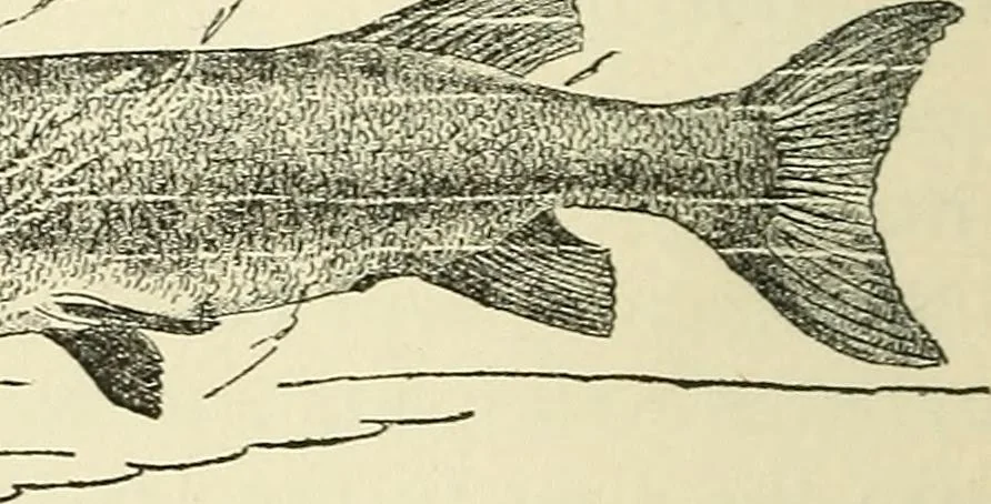 An illustration from For playground, field, and forest; the outdoor handy book, 1900, leaf 153
