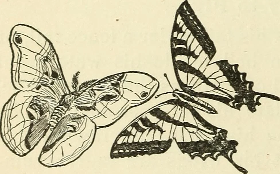 An illustration from For playground, field, and forest; the outdoor handy book, 1900, leaf 253