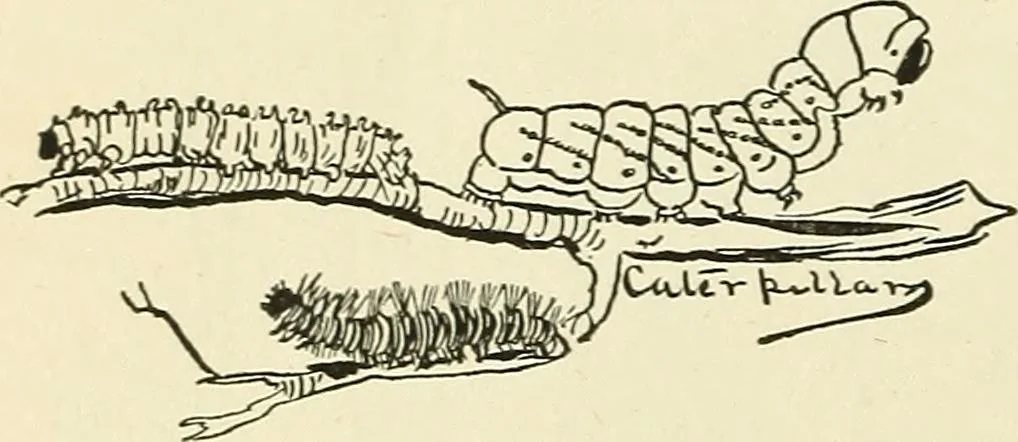 An illustration from For playground, field, and forest; the outdoor handy book, 1900, leaf 255