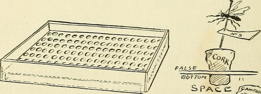 An illustration from For playground, field, and forest; the outdoor handy book, 1900, leaf 257