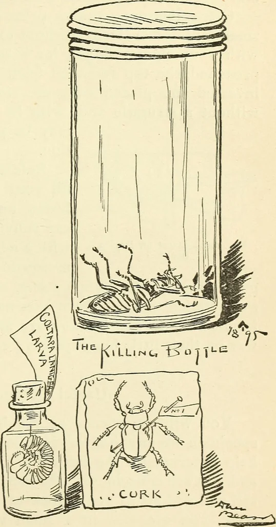 An illustration from For playground, field, and forest; the outdoor handy book, 1900, leaf 258