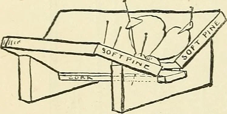 An illustration from For playground, field, and forest; the outdoor handy book, 1900, leaf 259