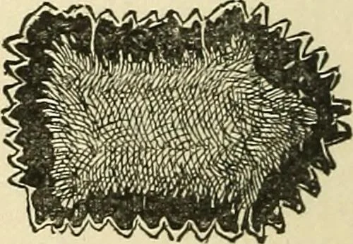 An illustration from For playground, field, and forest; the outdoor handy book, 1900, leaf 29