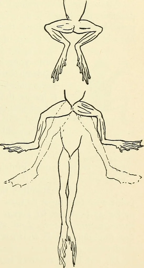 An illustration from For playground, field, and forest; the outdoor handy book, 1900, leaf 296