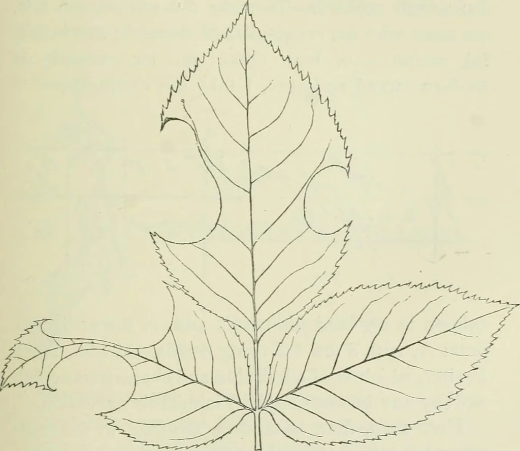 An illustration from Fors clavigera : letters to the workmen and labourers of Great Britain, 1896, leaf 249