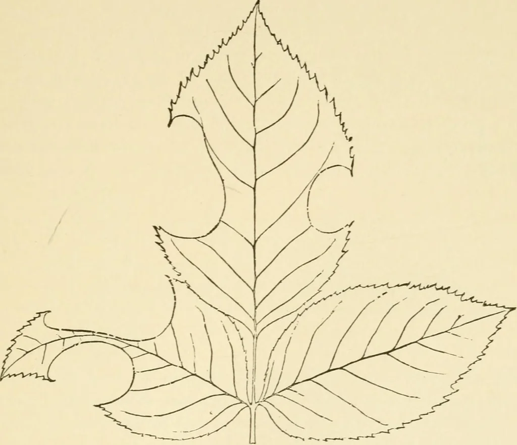 An illustration from Fors clavigera : letters to the workmen and labourers of Great Britain, 1894, leaf 110