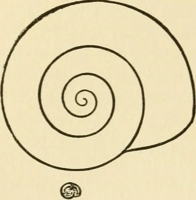 An illustration from Fors clavigera : letters to the workmen and labourers of Great Britain, 1894, leaf 210