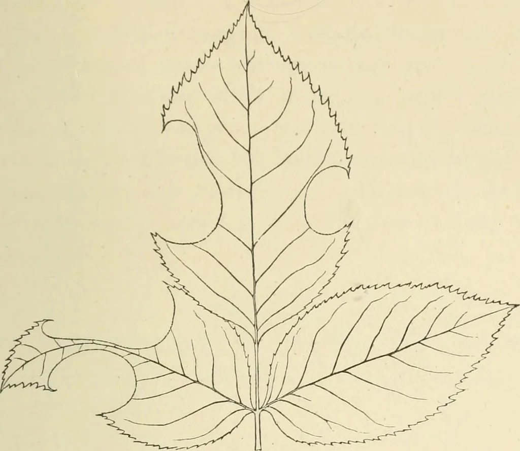 An illustration from Fors clavigera. Letters to the workmen and labourers of Great Britain, 1871, leaf 22