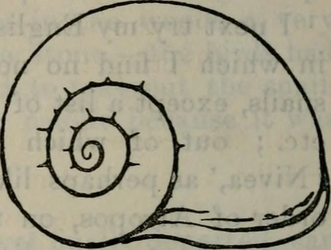 An illustration from Fors clavigera : letters to the workmen and labourers of Great Britain : Volume 3 & 4, 1886, leaf 165
