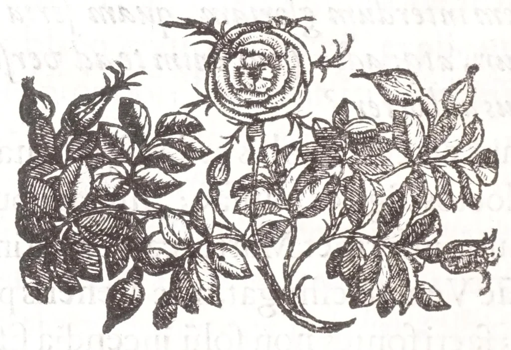 An illustration from Fortunii Liceti ... Ad Syringam Publilianam encyclopaedia : in qua Publilij Fistula describitur explicaturq[ue] tactis vetustioribus poematijs sphęrę, throni, labyrinthi, ac pepli, 1635, leaf 14