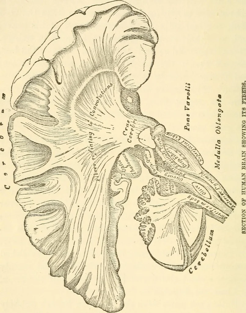 An illustration from Forty years in phrenology; embracing recollections of history, anecdote, and experience, 1888, leaf 106