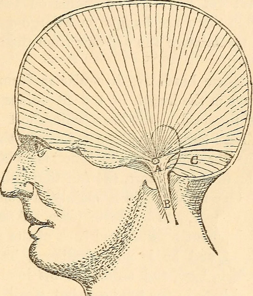 An illustration from Forty years in phrenology; embracing recollections of history, anecdote, and experience, 1888, leaf 391