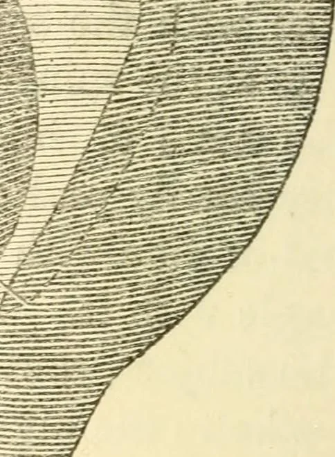 An illustration from Forty years in phrenology; embracing recollections of history, anecdote, and experience, 1888, leaf 406