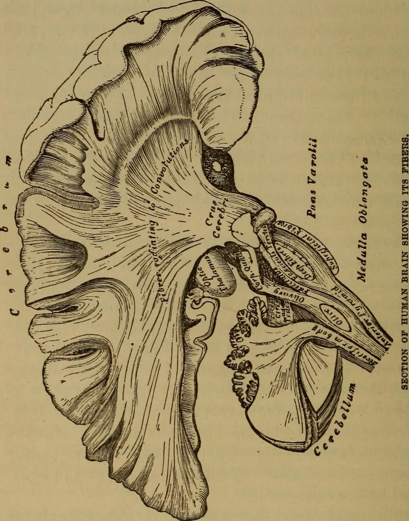 An illustration from Forty years in phrenology; embracing recollections of history, anecdote, and experience, 1882, leaf 107