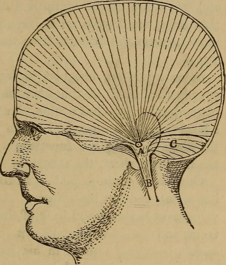 An illustration from Forty years in phrenology; embracing recollections of history, anecdote, and experience, 1882, leaf 392