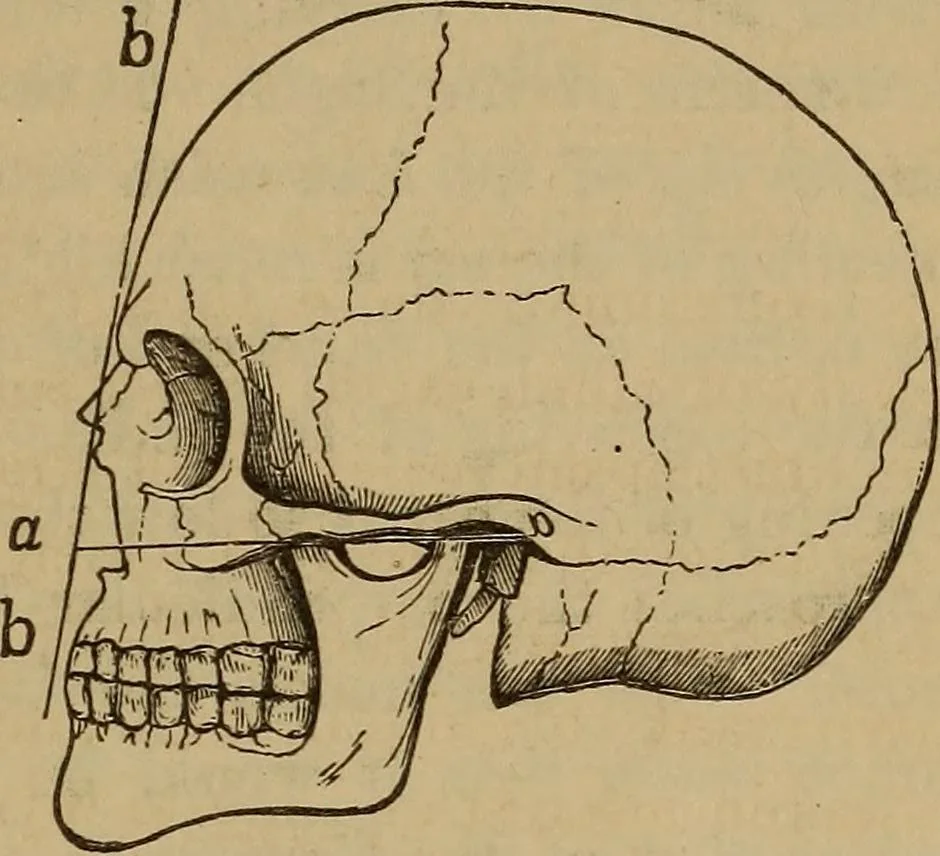 An illustration from Forty years in phrenology; embracing recollections of history, anecdote, and experience, 1882, leaf 404