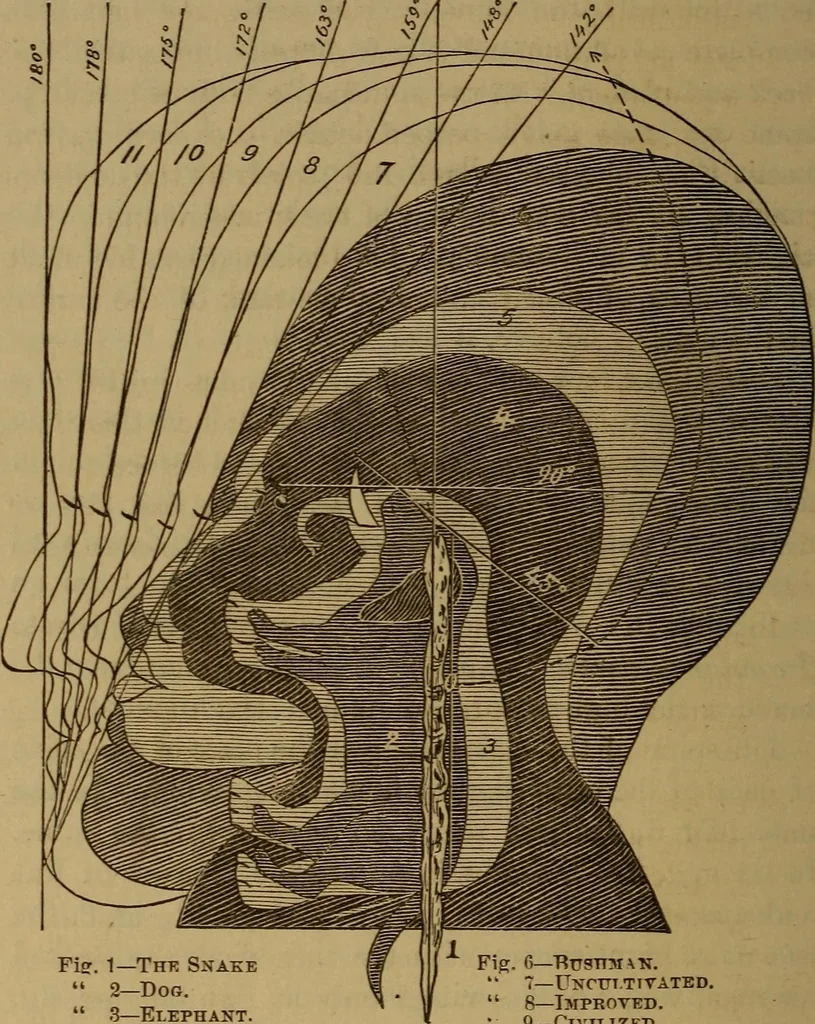 An illustration from Forty years in phrenology; embracing recollections of history, anecdote, and experience, 1882, leaf 407
