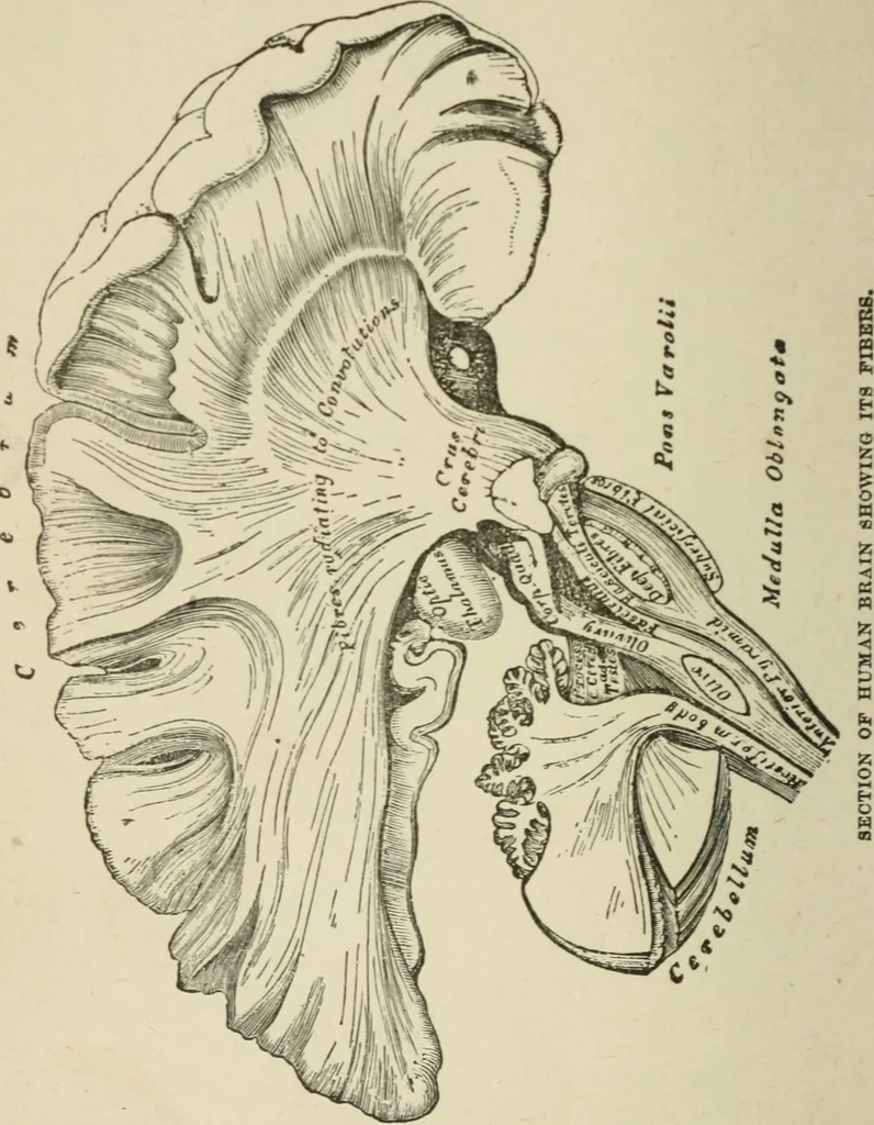 An illustration from Forty years in phrenology; embracing recollections of history, anecdote, and experience, 1882, leaf 107