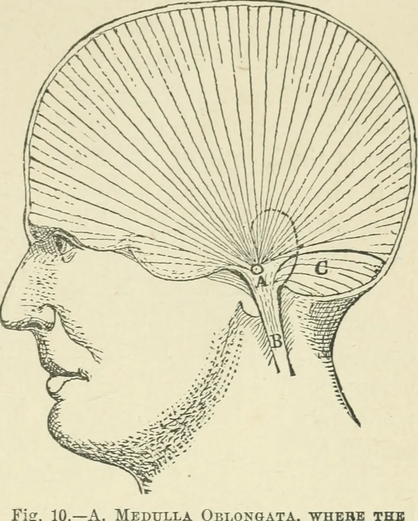 An illustration from Forty years in phrenology; embracing recollections of history, anecdote, and experience, 1882, leaf 392