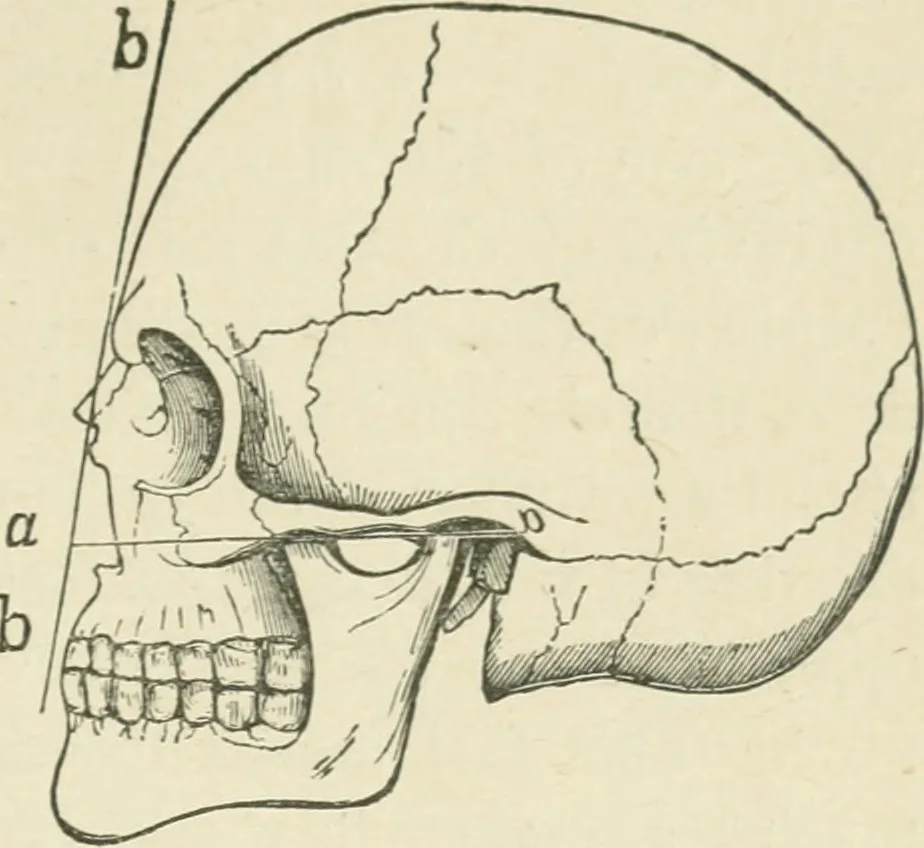 An illustration from Forty years in phrenology; embracing recollections of history, anecdote, and experience, 1882, leaf 404
