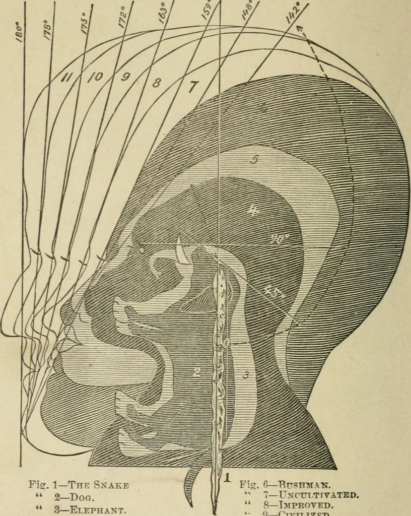 An illustration from Forty years in phrenology; embracing recollections of history, anecdote, and experience, 1882, leaf 407