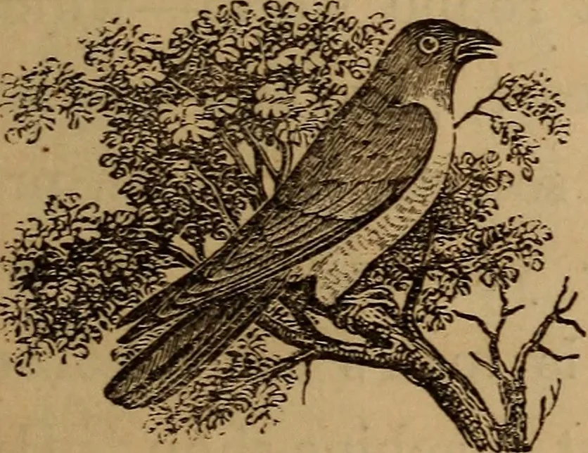 An illustration from The fountain : with jets of new meanings, 1870, leaf 56